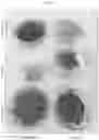 Fig. 05 - Color-Fast Edible Compositions and Methods of Producing Same