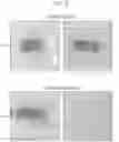 Fig. 06 - Color-Fast Edible Compositions and Methods of Producing Same