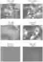 Fig. 10 - Color-Fast Edible Compositions and Methods of Producing Same