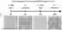 Fig. 14 - ABT-751 AND IONIZING RADIATION