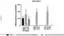 Fig. 15 - ABT-751 AND IONIZING RADIATION