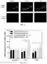 Fig. 07 - Nitro-Fatty Acid-Containing Microbubbles and Uses Therefor