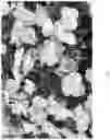Fig. 03 - Hydrangea plant ‘HMOPICO04-0’