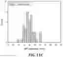 Fig. 35 - IRON OXIDE NANOPARTICLE FOR TARGETED CHEMO-IMMUNOTHERAPY
