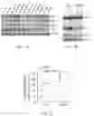 Fig. 02 - COMBINATION THERAPY FOR CANCER