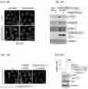 Fig. 35 - COMBINATION THERAPY FOR CANCER