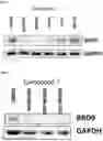 Fig. 02 - COMPOUNDS AND USES THEREOF