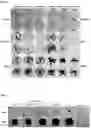 Fig. 05 - COMPOUNDS AND USES THEREOF