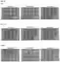 Fig. 07 - COMPOUNDS AND USES THEREOF