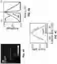 Fig. 05 - Light-sheet photonic-force optical coherence elastography