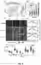 Fig. 07 - Light-sheet photonic-force optical coherence elastography