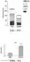 Fig. 26 - STROMA-FREE T CELL DIFFERENTIATION FROM HUMAN PLURIPOTENT STEM CELLS