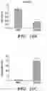 Fig. 27 - STROMA-FREE T CELL DIFFERENTIATION FROM HUMAN PLURIPOTENT STEM CELLS