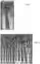 Fig. 02 - Celery morphology