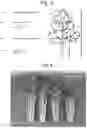 Fig. 03 - Celery morphology