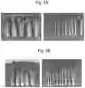 Fig. 04 - Celery morphology