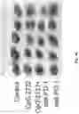 Fig. 09 - CpG-oligodeoxynucleotide compounds in combination with immune modulators for cancer immunotherapy