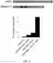 Fig. 04 - Methods and Compositions for Directed Genome Editing