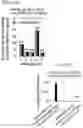 Fig. 35 - Methods and Compositions for Directed Genome Editing