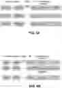Fig. 07 - METHODS OF MAKING AND USING REGULATORY T CELLS AND EFFECTOR T CELLS HAVING CHIMERIC ANTIGEN RECEPTORS TARGETED TO CD6, CD19, AND/OR AN IL-13R FOR TREATMENT OF AUTOIMMUNE DISORDERS AND CANCERS