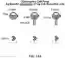Fig. 16 - METHODS OF MAKING AND USING REGULATORY T CELLS AND EFFECTOR T CELLS HAVING CHIMERIC ANTIGEN RECEPTORS TARGETED TO CD6, CD19, AND/OR AN IL-13R FOR TREATMENT OF AUTOIMMUNE DISORDERS AND CANCERS