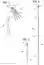 Fig. 02 - High Visibility Rescue Signaling Device