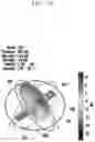 Fig. 19 - Antenna module and electronic device including the same