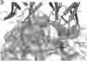 Fig. 01 - POLYOMAVIRUS NEUTRALIZING ANTIBODIES