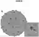 Fig. 04 - POLYOMAVIRUS NEUTRALIZING ANTIBODIES