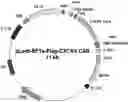 Fig. 01 - Application of SCFV protein, car gene expression vector, CAR-T cell and application thereof