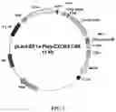 Fig. 02 - Application of SCFV protein, car gene expression vector, CAR-T cell and application thereof