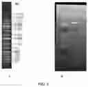 Fig. 03 - Application of SCFV protein, car gene expression vector, CAR-T cell and application thereof