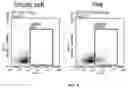 Fig. 05 - Application of SCFV protein, car gene expression vector, CAR-T cell and application thereof