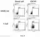Fig. 06 - Application of SCFV protein, car gene expression vector, CAR-T cell and application thereof