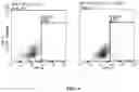 Fig. 07 - Application of SCFV protein, car gene expression vector, CAR-T cell and application thereof