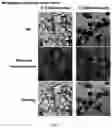 Fig. 06 - METHOD FOR PREPARING EMULSION GEL-BASED FAT SUBSTITUTE WITH ADJUSTABLE PHASE CHANGE AND USE THEREOF