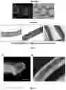 Fig. 06 - Multicompartement hydrogel fibre their preparation and uses thereof
