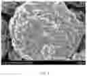 Fig. 03 - Positive Electrode Active Material Powder for Lithium Secondary Battery, Method of Preparing the Same, Positive Electrode for Lithium Secondary Battery, and Lithium Secondary Battery