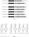 Fig. 02 - NOVEL DESIGN OF GUIDE RNA AND USES THEREOF