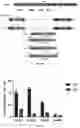 Fig. 07 - NOVEL DESIGN OF GUIDE RNA AND USES THEREOF