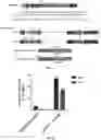 Fig. 08 - NOVEL DESIGN OF GUIDE RNA AND USES THEREOF