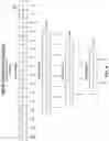 Fig. 07 - PARALLEL PROCESSING OF THREAD GROUPS