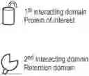 Fig. 01 - Engineered Cytolytic Immunecell