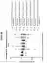 Fig. 22 - METHODS AND COMPOSITIONS FOR THE TREATMENT OF HEMANGIOMA