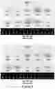 Fig. 06 - COMPOSITIONS AND METHODS FOR TREATING CANCER AND TUMOR