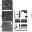 Fig. 02 - INTERPENETRATING NETWORK HYDROGELS WITH INDEPENDENTLY TUNABLE STIFFNESS
