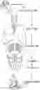 Fig. 01 - UNIT DOSES, AEROSOLS, KITS, AND METHODS FOR TREATING HEART CONDITIONS BY PULMONARY ADMINISTRATION