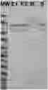 Fig. 01 - Compositions and methods of manufacturing trivalent filovirus vaccines