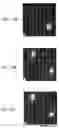Fig. 21 - Lithography for editable atomic-scale devices and memories