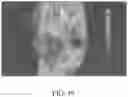 Fig. 41 - METHOD AND APPARATUS FOR BIOLOGICAL EVALUATION